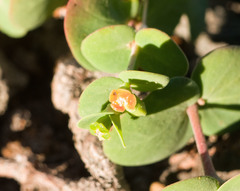 Euphorbia degeneri