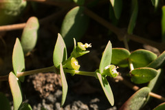 Euphorbia degeneri