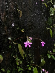 Impatiens acaulis