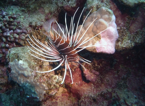 Red Sea Clearfin Lionfish
