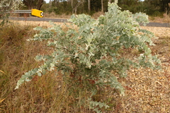 Acacia podalyriifolia