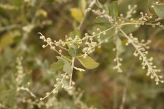Acacia podalyriifolia