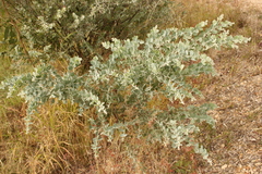 Acacia podalyriifolia