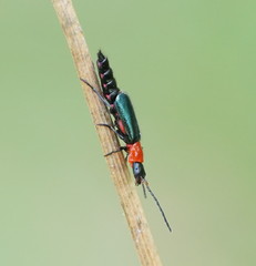 Carphurus cyanopterus