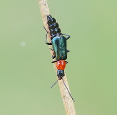 Carphurus cyanopterus