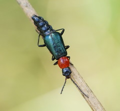 Carphurus cyanopterus