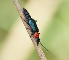 Carphurus cyanopterus