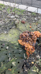 Flammulina