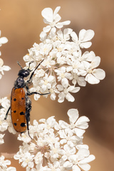 Hycleus duodecimpunctatus