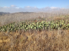 Opuntia × vaseyi