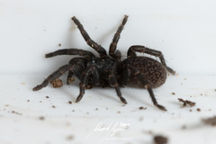 Seqocrypta jakara