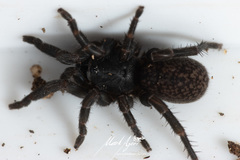 Seqocrypta jakara