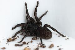 Seqocrypta jakara