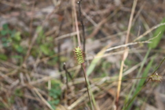 Setaria surgens