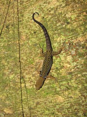 Gonatodes concinnatus