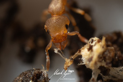 Colobostruma biconvexa