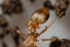 Colobostruma biconvexa