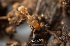 Colobostruma biconvexa