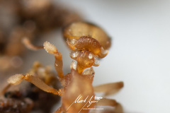 Colobostruma biconvexa