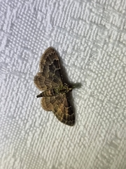 Antimimistis attenuata