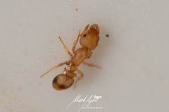 Colobostruma biconvexa