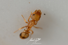 Colobostruma biconvexa