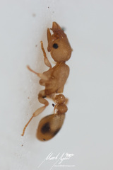 Colobostruma biconvexa