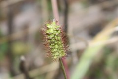 Setaria surgens
