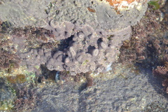 Lithophyllum
