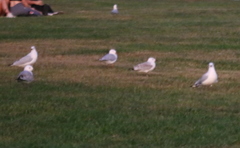 Chroicocephalus novaehollandiae