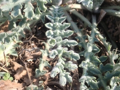 Glaucium flavum