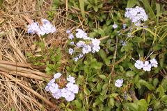 Plumbago auriculata