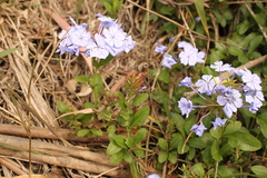 Plumbago auriculata