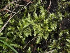 Brachythecium rutabulum
