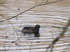 Fulica atra