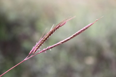 Dichanthium aristatum