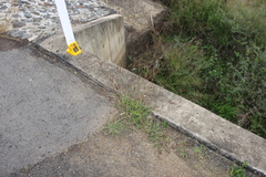 Dichanthium aristatum