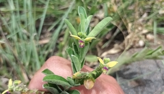 Polygala senensis