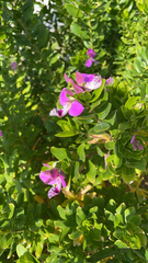 Polygala myrtifolia