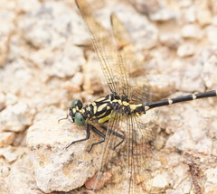 Hemigomphus