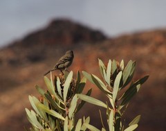 Crithagra leucoptera