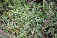 Euphorbia dallachyana