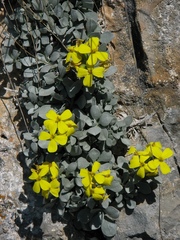 Resetnikia triquetra