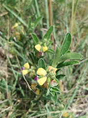 Polygala senensis