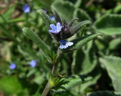 Buglossoides incrassata