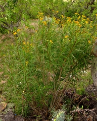 Verbesina virgata