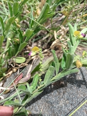 Polygala senensis