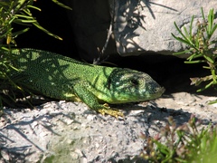 Lacerta trilineata major