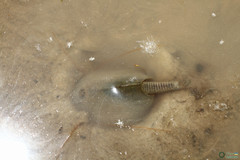 Triops cancriformis