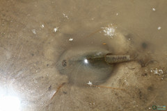 Triops cancriformis